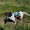 MAZIE -Lieb, sozial & lebensfroh-