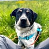MAZIE -Lieb, sozial & lebensfroh-