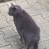 BLUE sucht sein Zuhause