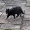 BLUE sucht sein Zuhause