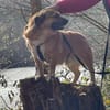 verschmuster Charlie sucht sein Zuhause!