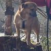 verschmuster Charlie sucht sein Zuhause!