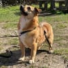 verschmuster Charlie sucht sein Zuhause!