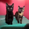 Verträgliches Katzenpaar Luz & Sombra