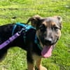 Körbchen gesucht für Romina