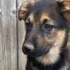 Körbchen gesucht für Romina