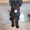 Charly, Schnauzer-Mix (geb.2020)