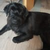 Charly, Schnauzer-Mix (geb.2020)