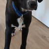 Tuxedo wartet auf sein Für-Immer-Zuhause