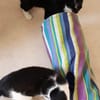 KARLCHEN & BUBI suchen ein Zuhause