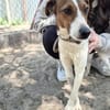 Nococo-Kleiner Charmeur sucht sein Glück