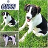GUCCI -rundum tolles Hundekind-