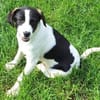 GUCCI -rundum tolles Hundekind-