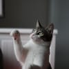 Tiny, lebenslustiger Herzensbrecher, 11M