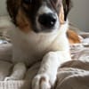Peggy - verschmust und verspielt