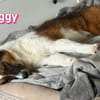 Peggy - verschmust und verspielt