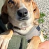 Daisy - treu und menschenbezogen