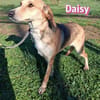 Daisy - treu und menschenbezogen