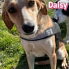 Daisy - treu und menschenbezogen