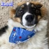 Raoul - verschmust und verspielt