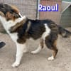 Raoul - verschmust und verspielt