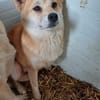 Arista schüchterne Shiba Hündin sucht 🏡
