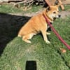 Arista schüchterne Shiba Hündin sucht 🏡