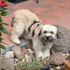 Filou in 59329 Wadersloh