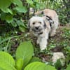 Filou in 59329 Wadersloh