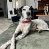 Lunares - Zuhause gesucht