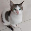 Maira aus dem Tierschutz