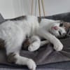 Maira aus dem Tierschutz