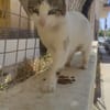 Maira aus dem Tierschutz