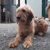 Pooch