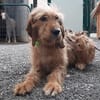 Pooch
