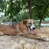FIONA (UnionAnimal)