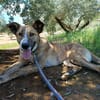 FIONA (UnionAnimal)