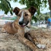 FIONA (UnionAnimal)