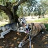 FIONA (UnionAnimal)