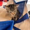 BOOBA chaton
