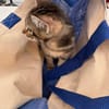 BOOBA chaton