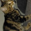 BOOBA chaton