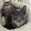BIOUL ET BIOULA A ADOPTER ENSEMBLE