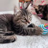 BIOUL ET BIOULA A ADOPTER ENSEMBLE