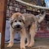 Tucker, 1 Jahr braucht seine Menschen