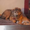 Tucker, 1 Jahr braucht seine Menschen