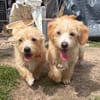 Rosi & Roxi suchen zusammen