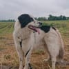 Nico - ein echter -one-man-dog-