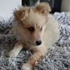 Süßer Archie🌺sucht liebevolles Zuhause
