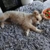 Süßer Archie🌺sucht liebevolles Zuhause